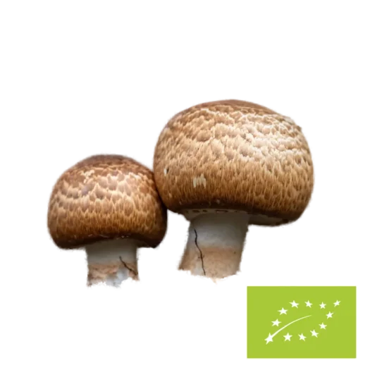 Natura Med <br>Bio Agaricus Pilzpulver - 100 g