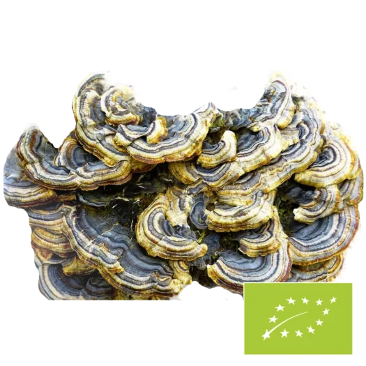 Natura Med <br>Bio Coriolus Pilzpulver - 100 g