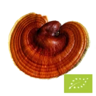 Natura Med <br>Bio Reishi Pilzpulver - 100 g