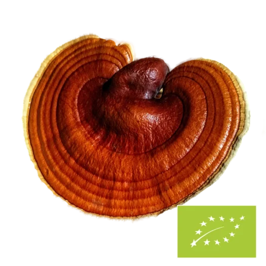 Natura Med <br>Bio Reishi Pilzpulver - 100 g